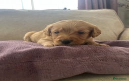 Labradoodle dogs for sale: Irresistible Labradoodle puppies  - Image 10