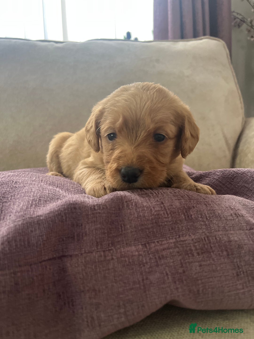 Labradoodle dogs for sale: Irresistible Labradoodle puppies  - Image 10