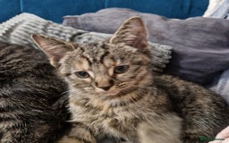 Ragdoll cats for sale: Ragdoll cross - Image 33