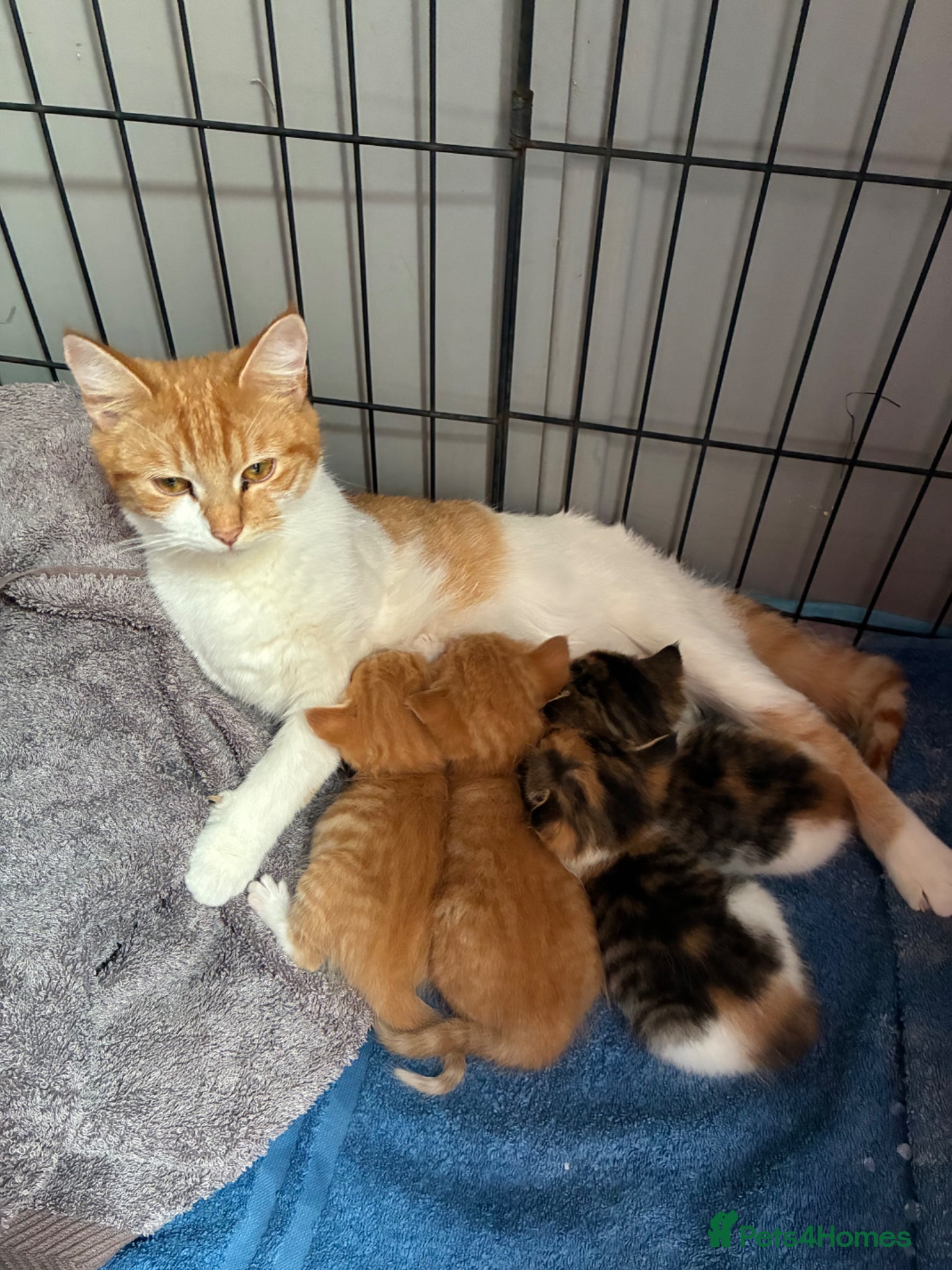 Mixed Breed cats Beautiful kittens  - Advert 13