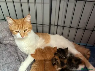 Mixed Breed cats Beautiful kittens - Advert 2