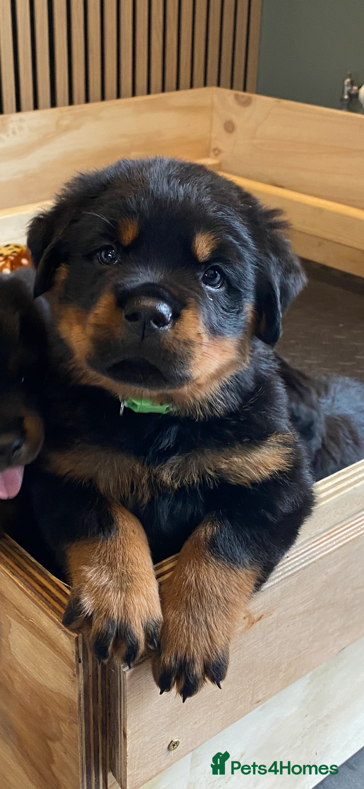 Rottweiler dogs Purebred Rottweiler Puppies - Advert 14