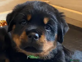 Rottweiler dogs Purebred Rottweiler Puppies - Advert 14