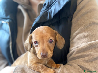 Miniature Dachshund dogs ONLY 1 Miniature dachshund - Advert 7