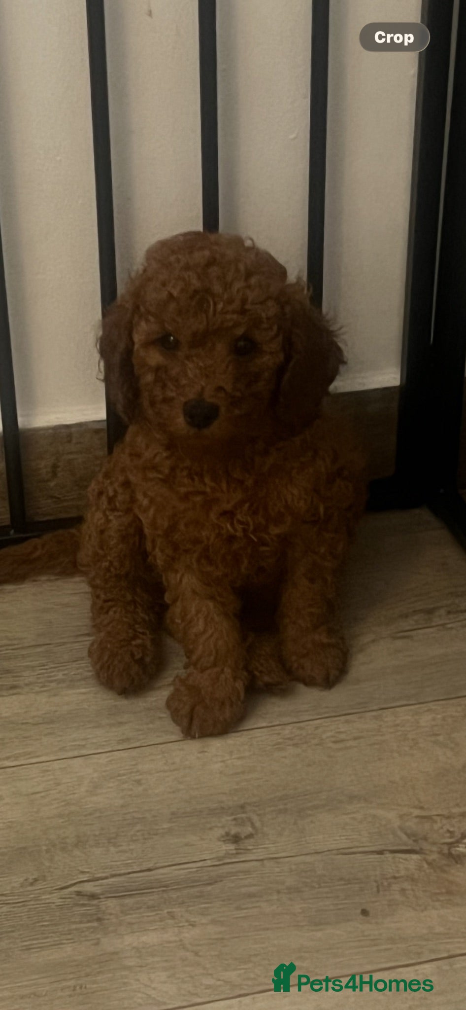 Cavapoo dogs  Adorable puppies looking for Their forever homes  - Advert 9