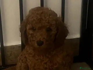 Cavapoo dogs Adorable puppies looking for Their forever homes - Advert 9