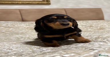 Miniature Dachshund dogs Long-Hair Black & Tan Miniature Dachshund Puppies - Advert 8