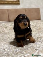 Miniature Dachshund dogs Long-Hair Black & Tan Miniature Dachshund Puppies - Advert 2