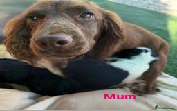 Cocker Spaniel dogs for sale: Cocker spaniel puppies for sale 🤩🐶 - Image 19