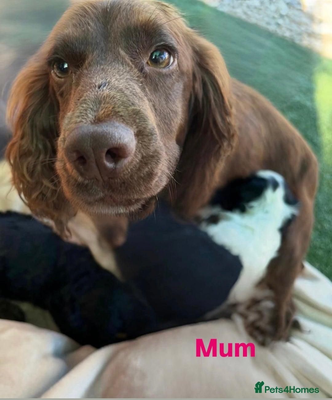 Cocker Spaniel dogs for sale: Cocker spaniel puppies for sale 🤩🐶 - Image 19