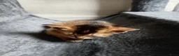 Abyssinian cats for sale: Abyssinian X (Abyssinian X) - Advert 4