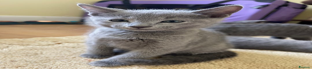 Russian Blue Kitten 4