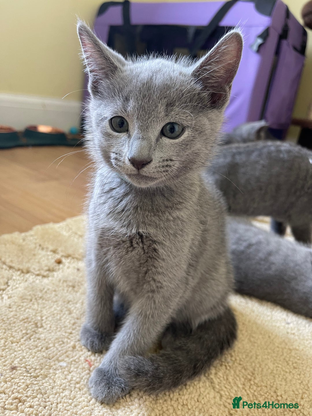 Russian Blue cats for sale: Gorgeous Russian Blue Kittens - Image 9