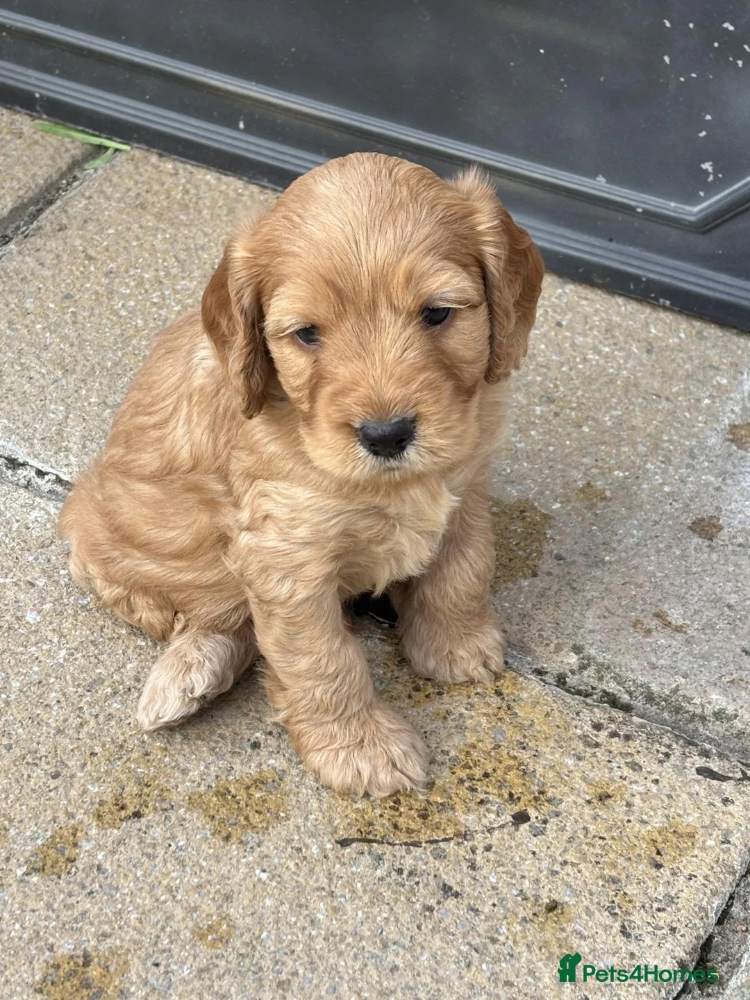 Cockapoo dogs for sale:   Exceptional cockapoo puppies 💙🩷 in Edinburgh - Advert 1