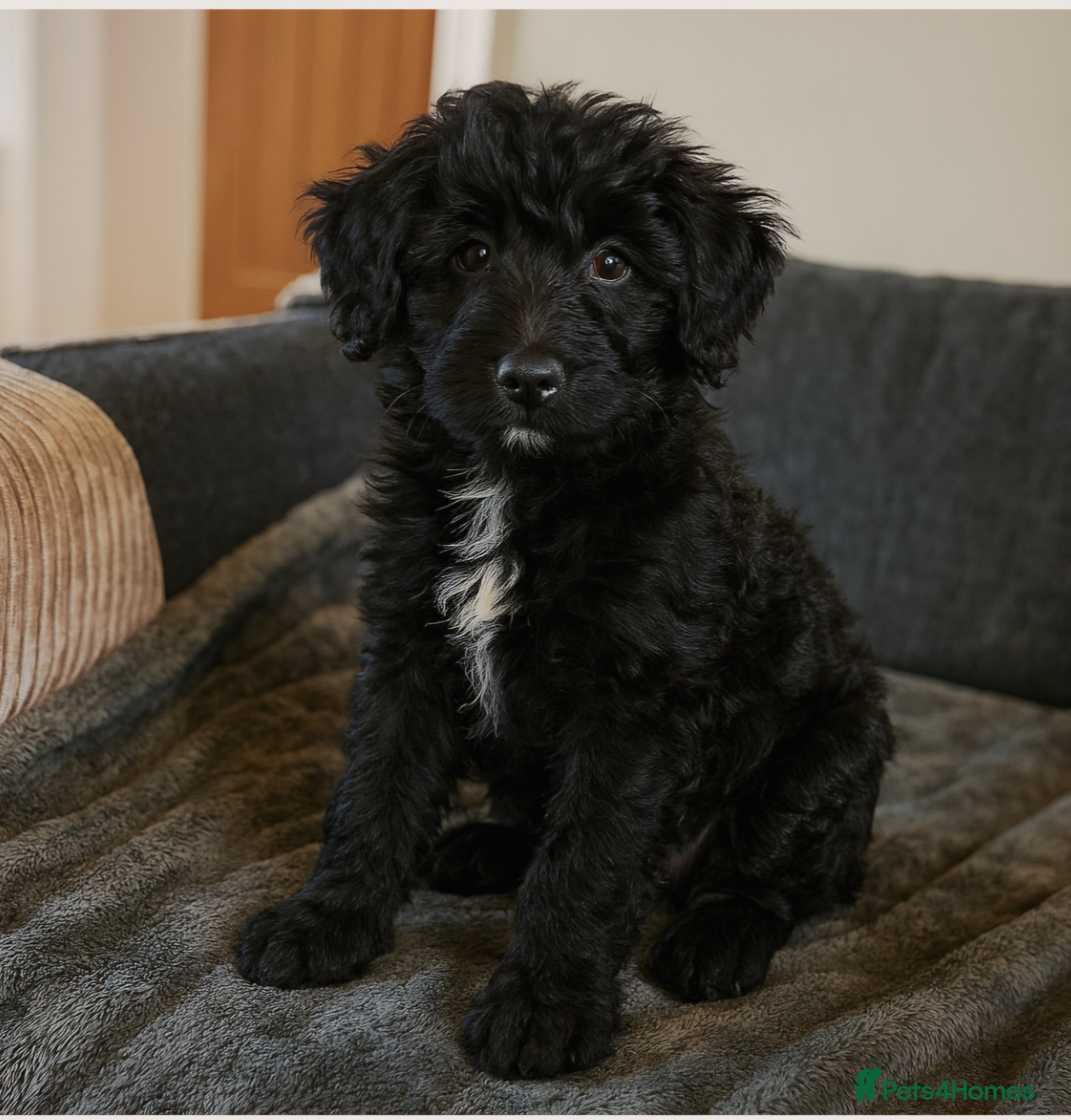 Bordoodle dogs The most wonderful Bordoodle puppies in the land! - Advert 1