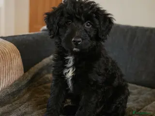 Bordoodle dogs The most wonderful Bordoodle puppies in the land! - Advert 1