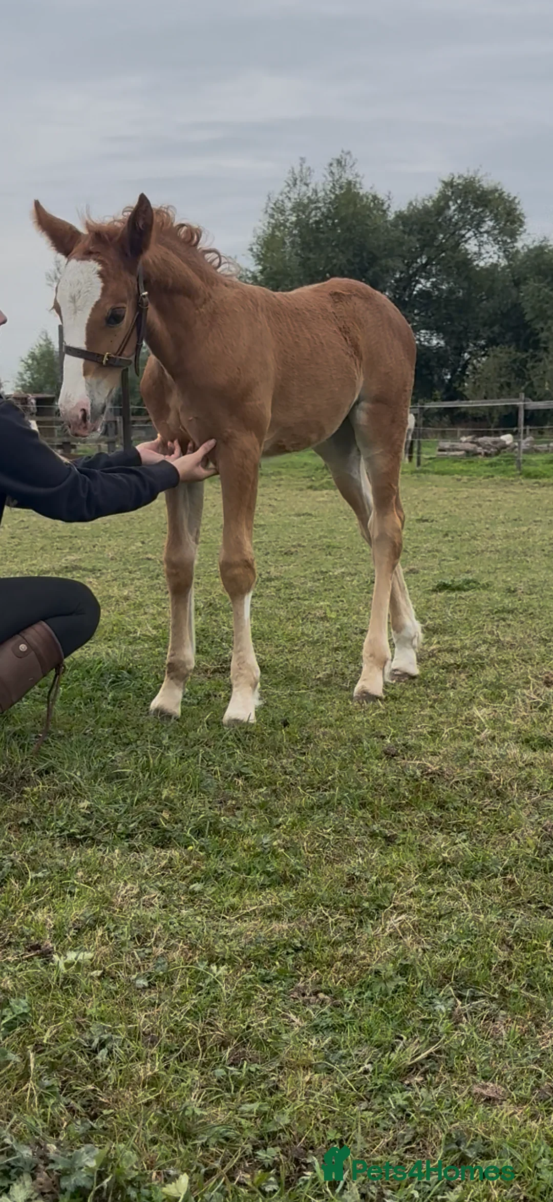 Welsh Section D horses for sale: Mare and foal  - Advert 4