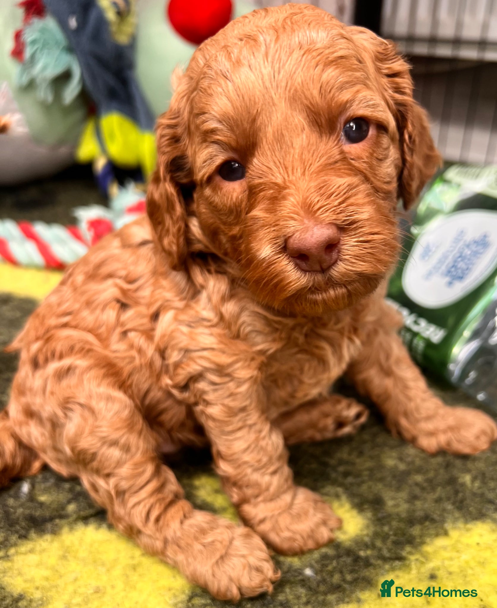 Australian Labradoodle dogs Tiny Tails,Big♥️Australian labradoodle - Advert 2