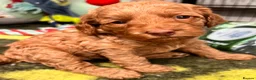 Australian Labradoodle dogs for sale: Last minute cancellation💙♥️Australian labradoodle - Advert 16