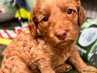 Australian Labradoodle dogs Tiny Tails,Big♥️Australian labradoodle - Advert 2