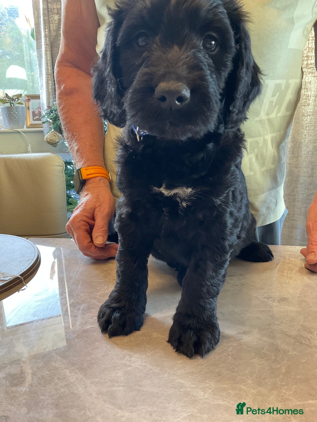 Mixed Breed dogs for sale: Beautiful Goldendoodle/Spangold Retriever Puppies - Advert 5