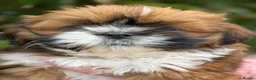Lhasa Apso dogs for sale: Gorgeous boys ready now - Advert 3