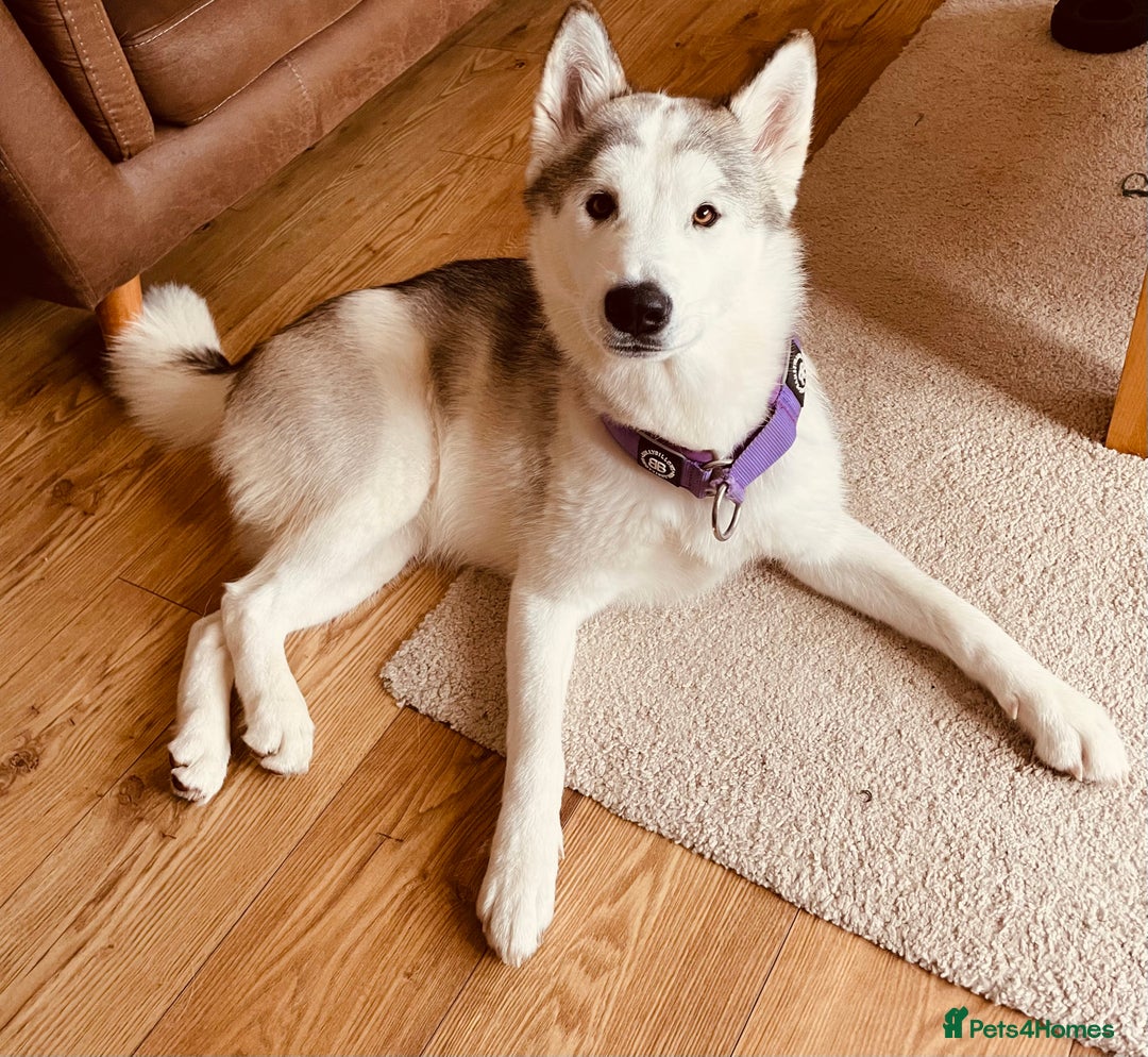 Alaskan Malamute dogs for sale: Beautiful Alaskan Malamute 11 months Old - Image 4