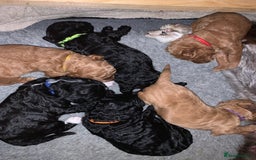 Labradoodle dogs for sale: F1b Miniature Labradoodle Puppies  - Advert 3