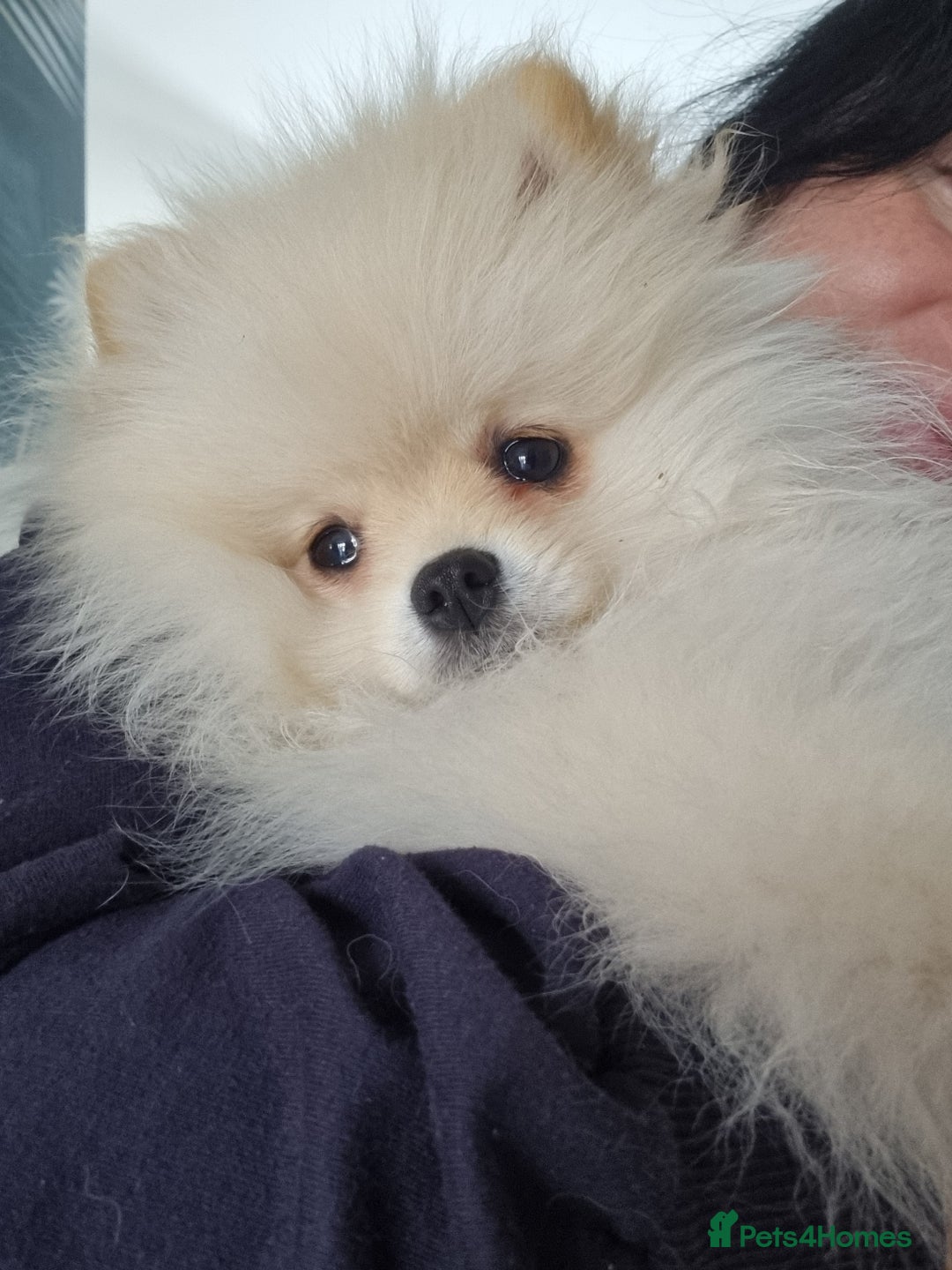 Pomeranian dogs for sale: Beautiful tiny Pomeranian Puppy   - Advert 1
