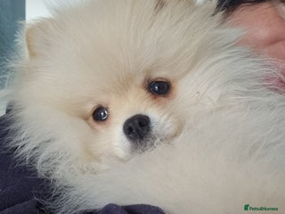 Pomeranian dogs Beautiful tiny Pomeranian Puppy - Advert 10