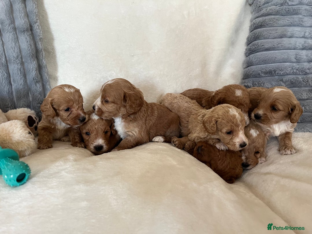 Cockapoo dogs for sale: Cockapoo puppies - DNA Health test clear  - Image 7