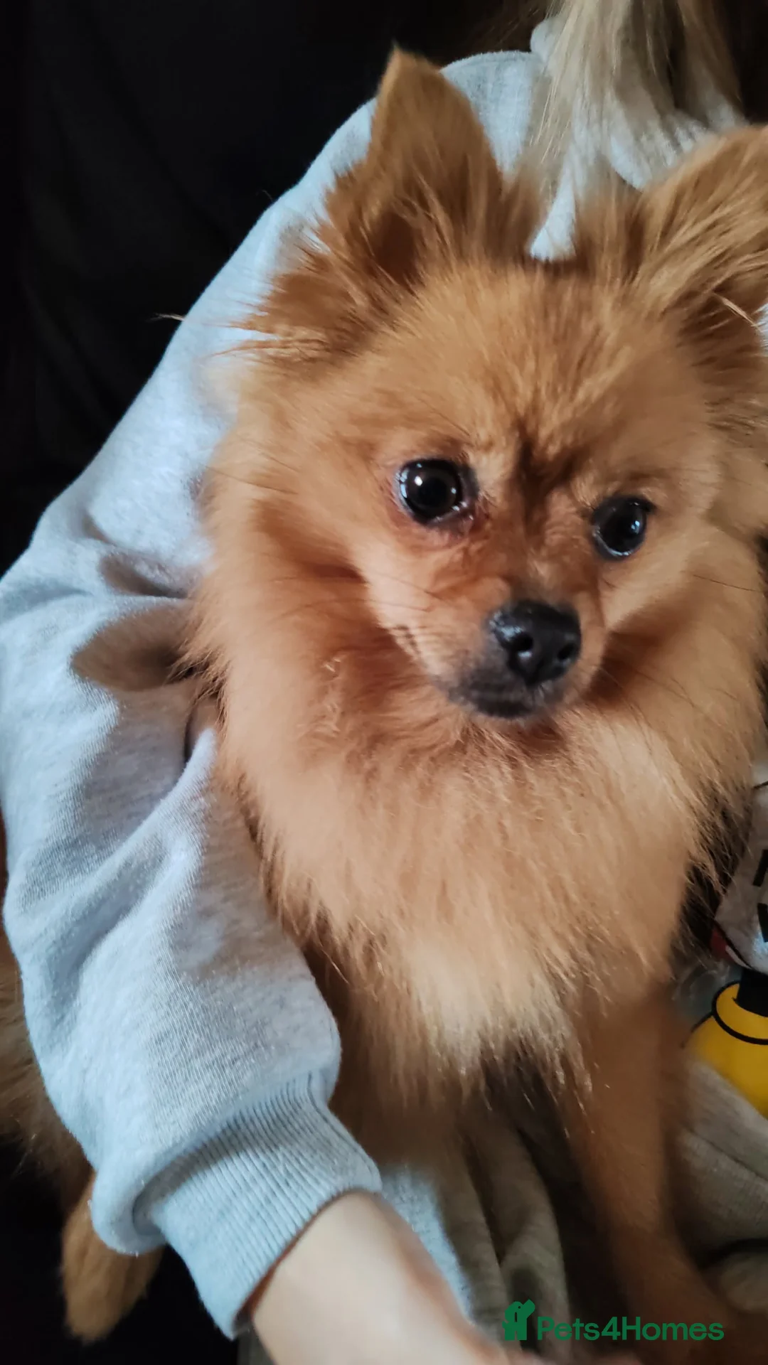 Mixed Breed dogs for sale: 3 puppies left  - Advert 2