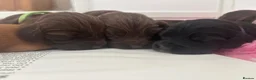 Cocker Spaniel dogs for sale: Beautiful Cocker Spaniel Puppy,Only 1 Remaining🐾 - Advert 3