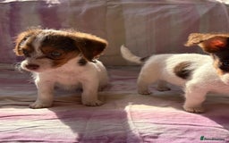 Chihuahua dogs for sale: Chihuahua cross King Charles  - Image 6