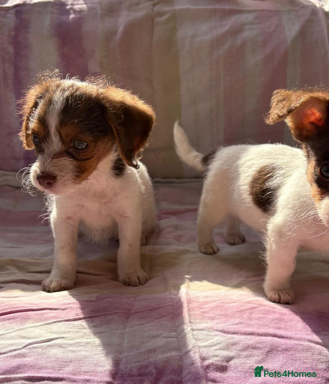 Chihuahua dogs for sale: Chihuahua cross King Charles  - Image 6