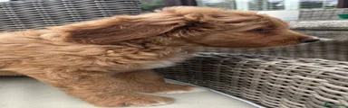 Labradoodle 3