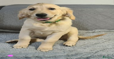 Golden Retriever dogs - Advert 8
