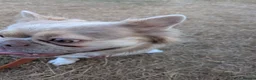 French Bulldog dogs for sale: Fluffy Frenchie  - Advert 6