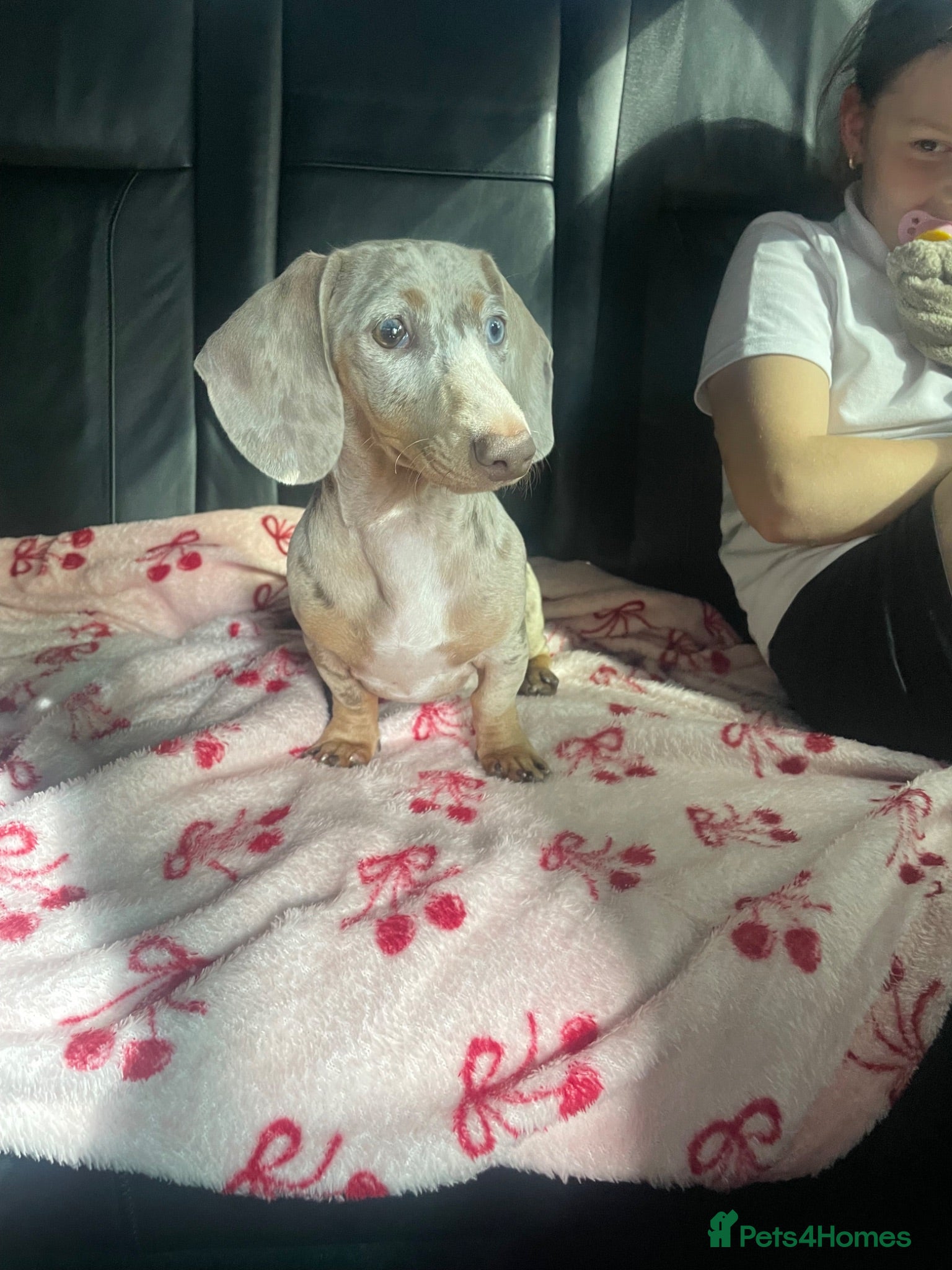 Miniature Dachshund dogs Miniature dachshund bitch  - Advert 1