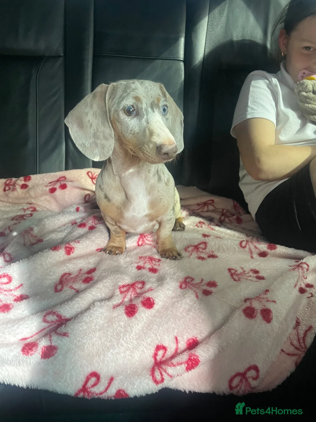 Miniature Dachshund dogs for sale: Miniature dachshund bitch  in Swansea - Advert 1