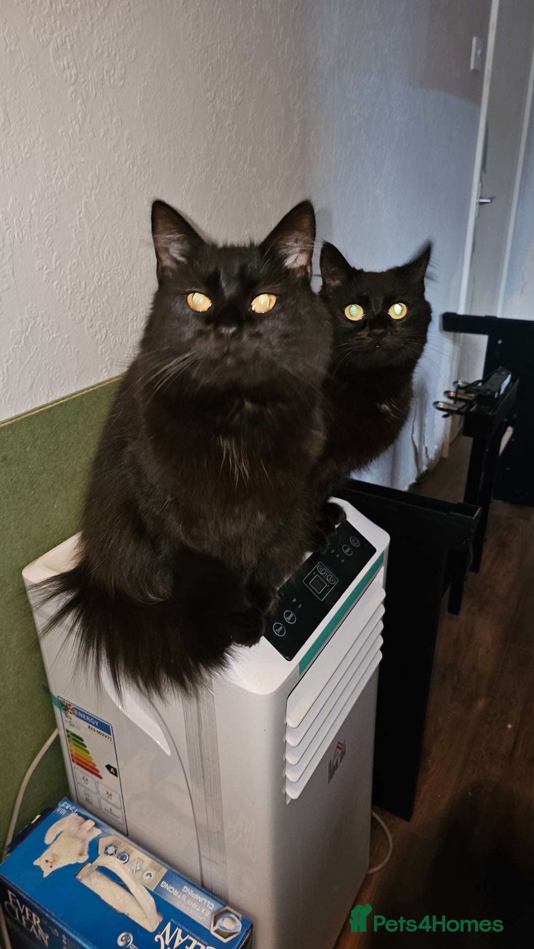 Norwegian Forest Cat cats for sale: Norwegian forests cats - Advert 1