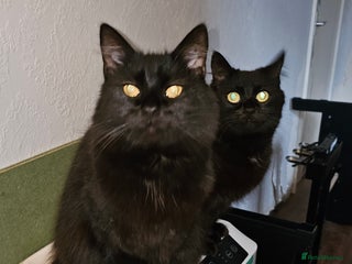 Norwegian Forest Cat cats Norwegian forests cats - Advert 6