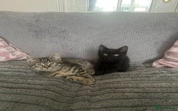 Mixed Breed cats for sale: 2 adorable kittens for sale  - Image 2