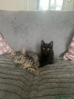 Mixed Breed cats - Advert 7