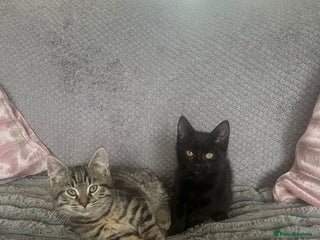 Mixed Breed cats - Advert 5