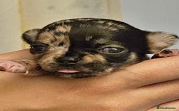 Chihuahua dogs for sale: Beautiful  Blue and Merle Chihuahua  - Image 10