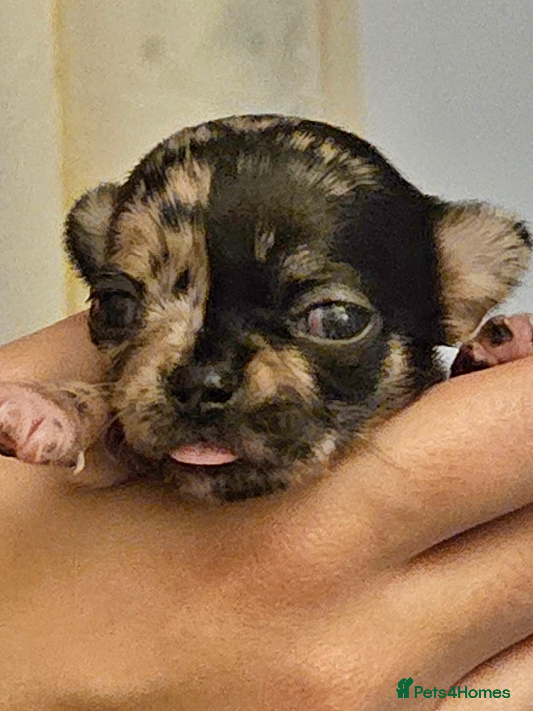 Chihuahua dogs for sale: Beautiful  Blue and Merle Chihuahua  - Image 10