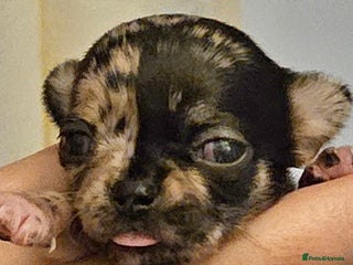 Chihuahua dogs - Advert 22