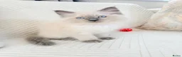 Ragdoll cats for sale: Blue Point Ragdoll Kittens 3 boys left  - Advert 20