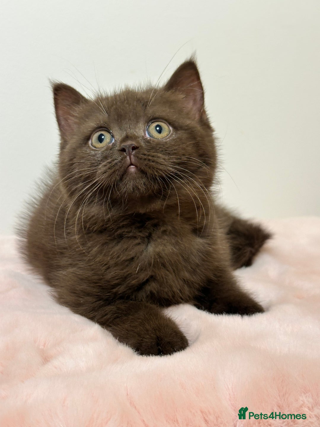 British Shorthair cats for sale: British Shorthair Chunky Chocolate Kittens🐻 - Advert 10